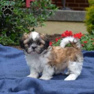 TatorTot, Shih Tzu Puppy